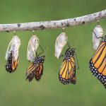Metamorfosa